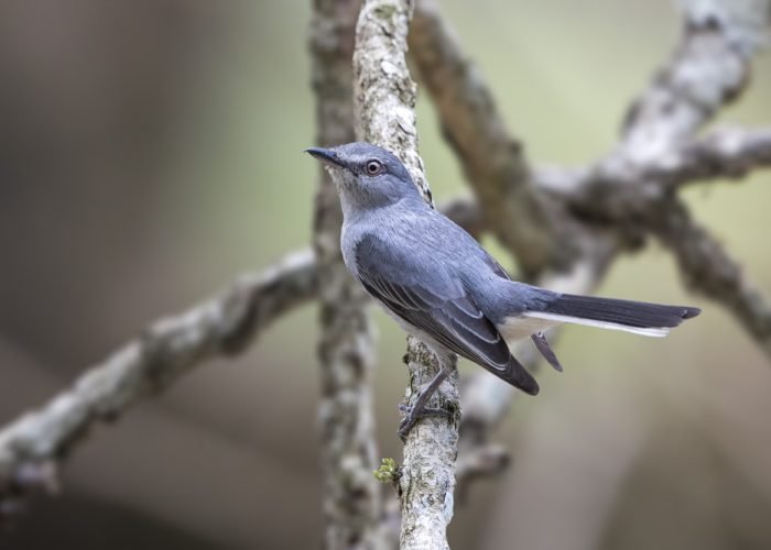 Grey Tit flycatcher | 16 Day Birding and Primates tour | 12 Days birding Tour