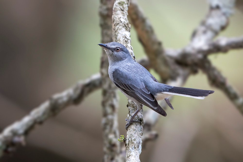 Grey Tit flycatcher | 16 Day Birding and Primates tour | 12 Days birding Tour