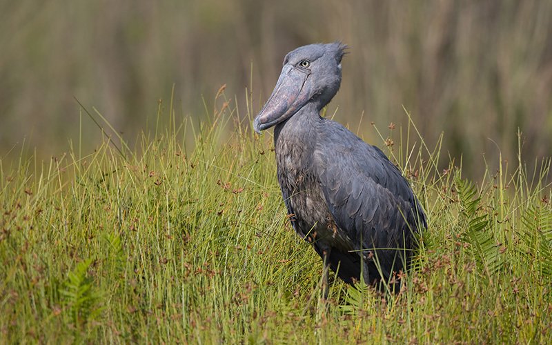 sshoebill in Mabamba wetland | 16 Day Birding and Primate Tour